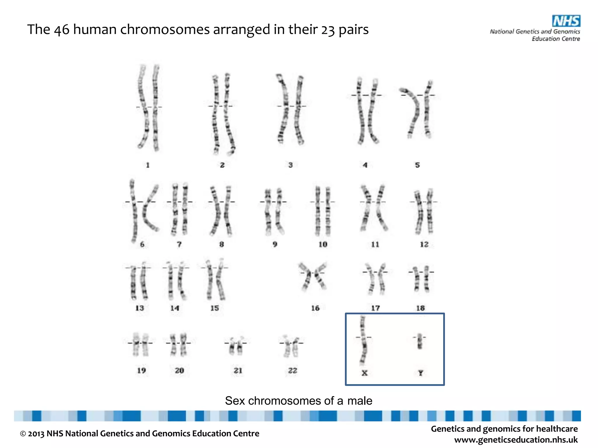 Genetics and genomics for healthcare www.geneticseducation.nhs.uk © 2013 NHS National Genetics and Genomics Education Centre The 46 human chromosomes arranged in their 23 pairs Sex chromosomes of a male 