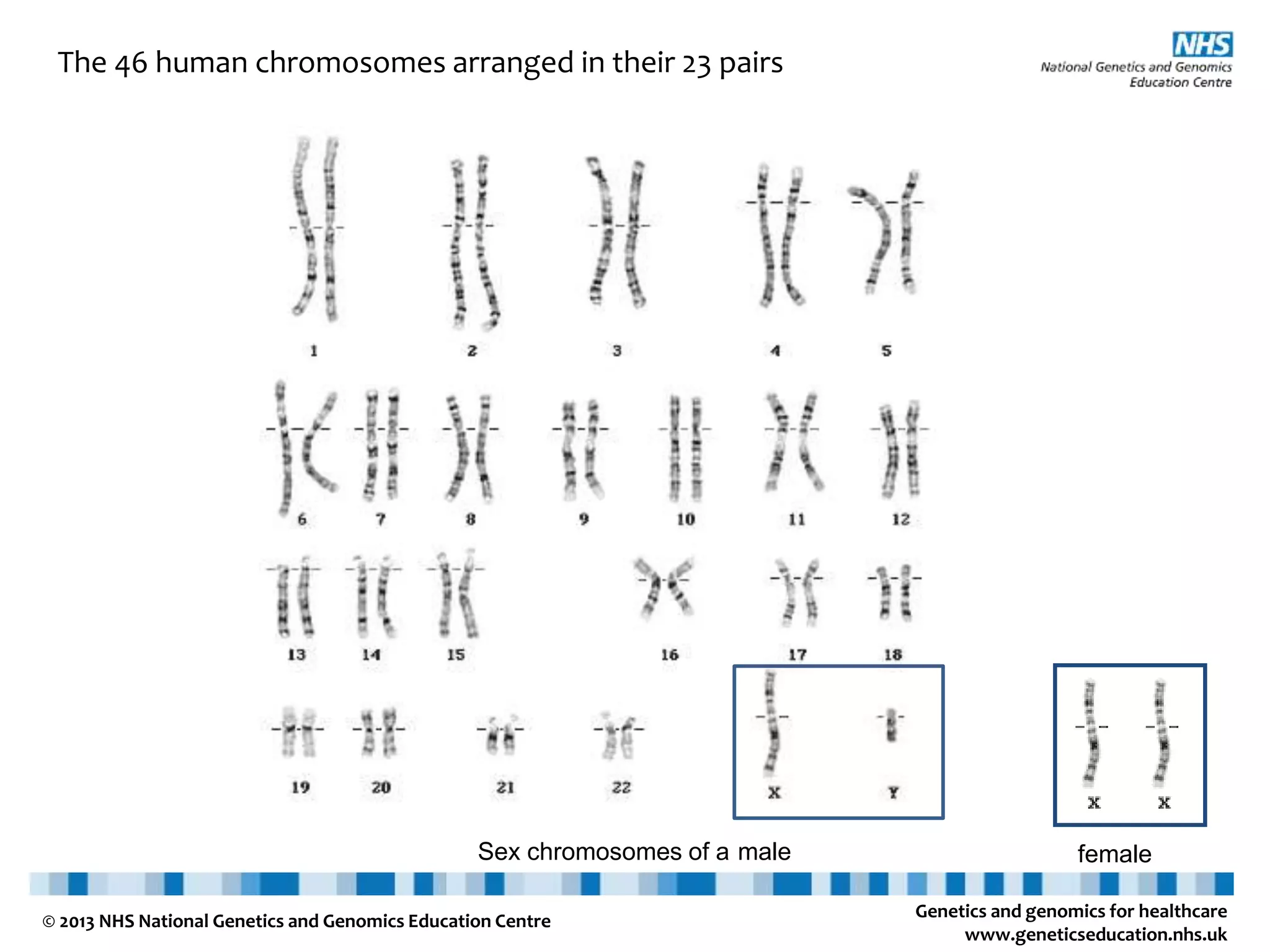 Genetics and genomics for healthcare www.geneticseducation.nhs.uk © 2013 NHS National Genetics and Genomics Education Centre The 46 human chromosomes arranged in their 23 pairs Sex chromosomes of a male female 