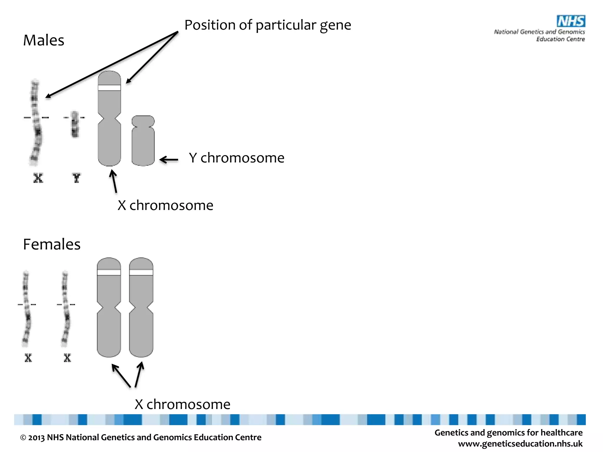 Genetics and genomics for healthcare www.geneticseducation.nhs.uk © 2013 NHS National Genetics and Genomics Education Centre Males X chromosome Y chromosome Females X chromosome Position of particular gene 