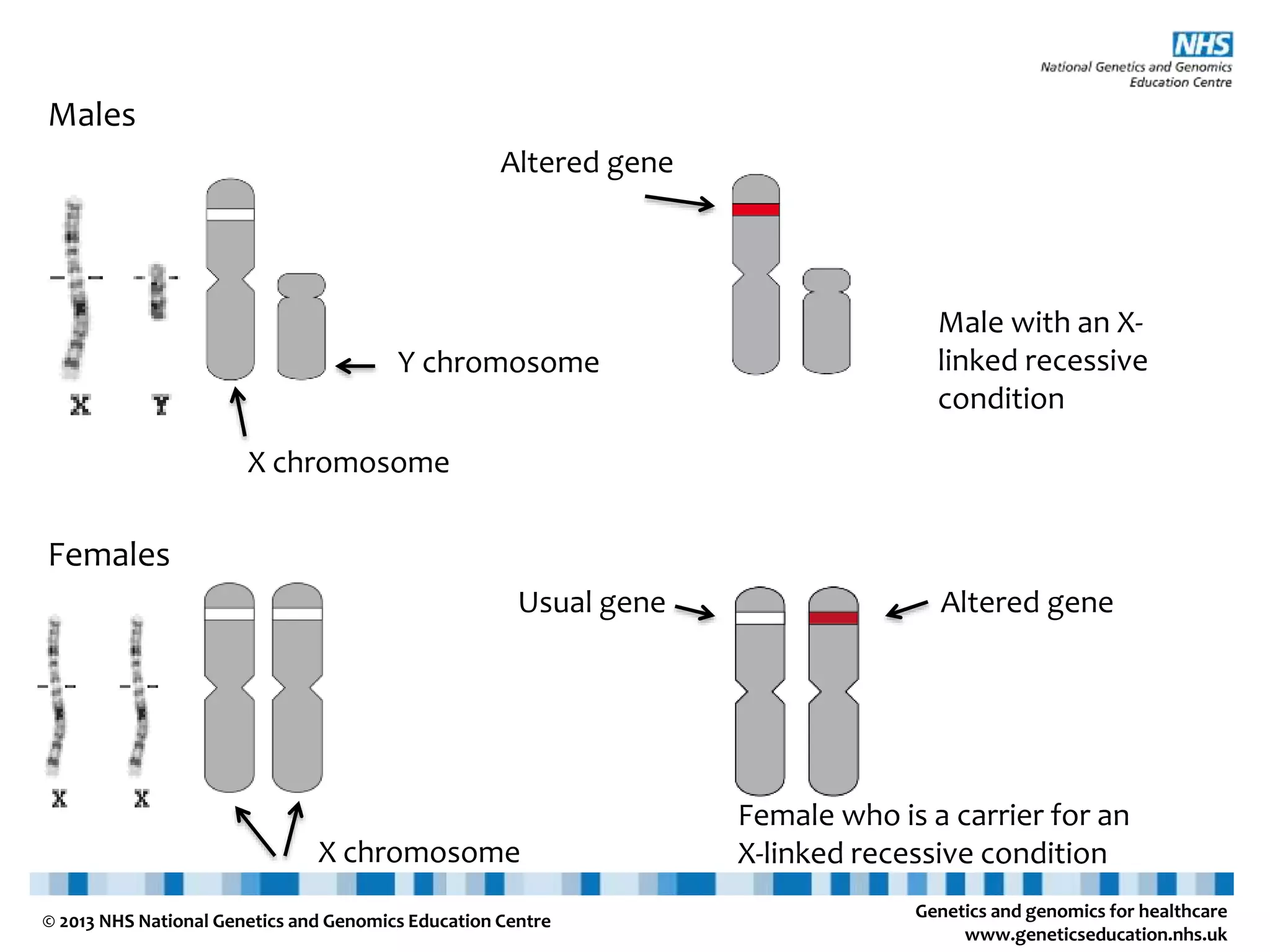 Genetics and genomics for healthcare www.geneticseducation.nhs.uk © 2013 NHS National Genetics and Genomics Education Centre Males X chromosome Y chromosome Females X chromosome Altered gene Male with an X- linked recessive condition Altered geneUsual gene Female who is a carrier for an X-linked recessive condition 