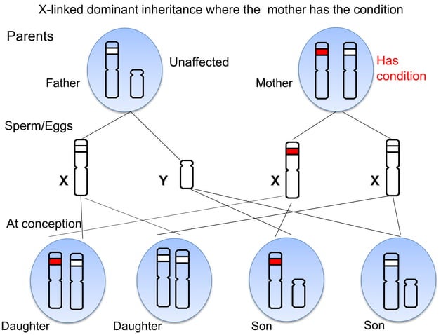 Explanation of X-Linked inheritance | PPTX | Infertility | Reproductive ...