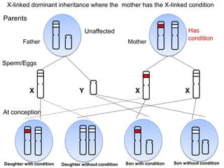Explanation of X-Linked inheritance | PPTX | Infertility | Reproductive ...