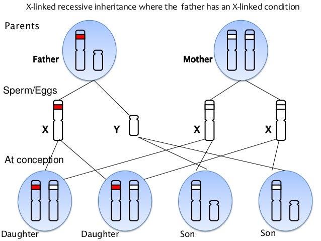 Explanation of X-Linked inheritance