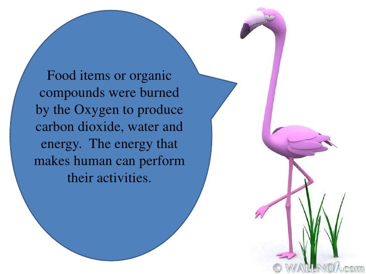 Explanation about why human need oxygen in their life by asri