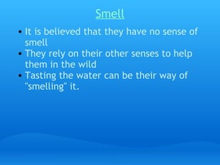 Smell
• It is believed that they have no sense of
  smell
• They rely on their other senses to help
  them in the wild
• Tasting the water can be their way of
  "smelling" it.
 