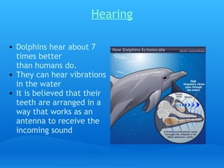 Hearing

    • Dolphins hear about 7
      times better
      than humans do.
    • They can hear vibrations
      in the water
    • It is believed that their
      teeth are arranged in a
      way that works as an
      antenna to receive the
      incoming sound
 
 