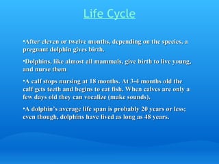 Life Cycle

•After eleven or twelve months, depending on the species, a
pregnant dolphin gives birth.
•Dolphins, like almost all mammals, give birth to live young,
and nurse them
•A calf stops nursing at 18 months. At 3-4 months old the
calf gets teeth and begins to eat fish. When calves are only a
few days old they can vocalize (make sounds).
•A dolphin’s average life span is probably 20 years or less;
even though, dolphins have lived as long as 48 years.
 