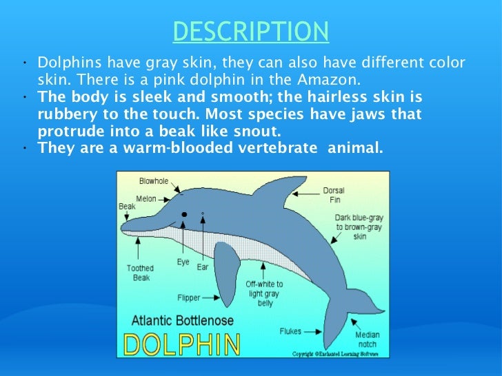 describing the bottlenose dolphins Bottlenose dolphins (tursiops truncatus)introduction: when most people think of a dolphin, this is the animal that comes to mind it may surprise some people that, scientists have actually classified over 35 different species of marine and freshwater dolphins. describing the bottlenose dolphins Bottlenose dolphins (tursiops truncatus)introduction: when most people think of a dolphin, this is the animal that comes to mind it may surprise some people that, scientists have actually classified over 35 different species of marine and freshwater dolphins.
