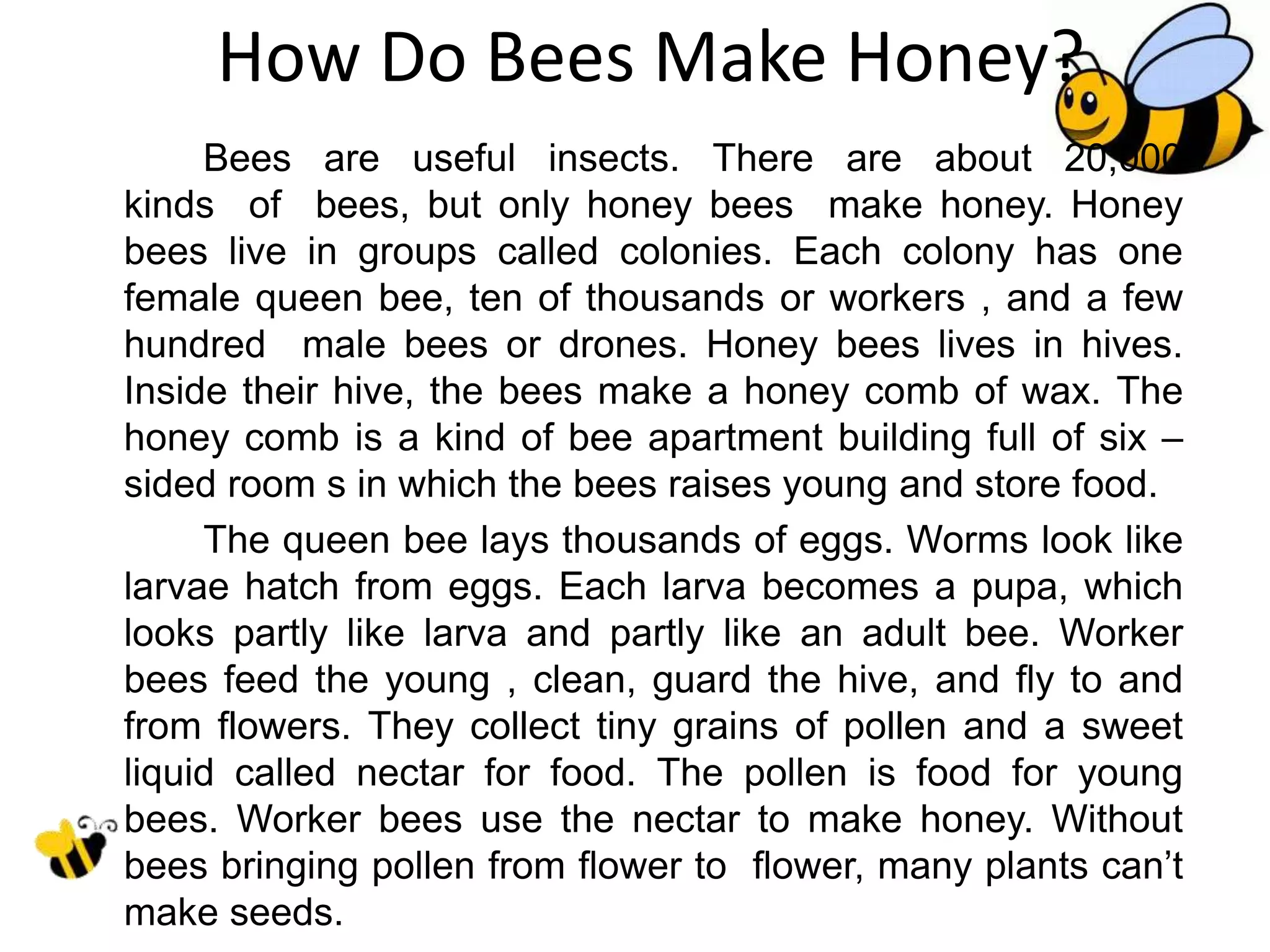 How Do Bees Make Honey?
Bees are useful insects. There are about 20,000
kinds of bees, but only honey bees make honey. Honey
bees live in groups called colonies. Each colony has one
female queen bee, ten of thousands or workers , and a few
hundred male bees or drones. Honey bees lives in hives.
Inside their hive, the bees make a honey comb of wax. The
honey comb is a kind of bee apartment building full of six –
sided room s in which the bees raises young and store food.
The queen bee lays thousands of eggs. Worms look like
larvae hatch from eggs. Each larva becomes a pupa, which
looks partly like larva and partly like an adult bee. Worker
bees feed the young , clean, guard the hive, and fly to and
from flowers. They collect tiny grains of pollen and a sweet
liquid called nectar for food. The pollen is food for young
bees. Worker bees use the nectar to make honey. Without
bees bringing pollen from flower to flower, many plants can’t
make seeds.
 