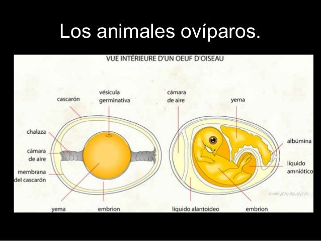 Explicación de oviparos y oviviparos
