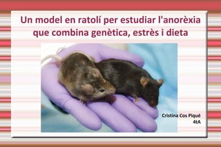 Un model en ratolí per estudiar l'anorèxia
que combina genètica, estrès i dieta
Cristina Cos Piqué
4tA
 