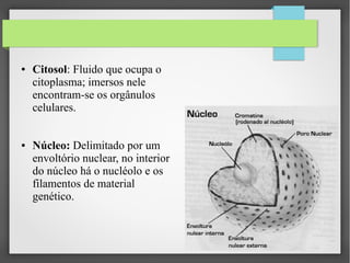 ●

●

Citosol: Fluido que ocupa o
citoplasma; imersos nele
encontram-se os orgânulos
celulares.
Núcleo: Delimitado por um
envoltório nuclear, no interior
do núcleo há o nucléolo e os
filamentos de material
genético.

 