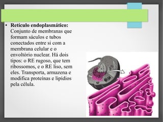 ●

Retículo endoplasmático:
Conjunto de membranas que
formam sáculos e tubos
conectados entre si com a
membrana celular e o
envoltório nuclear. Há dois
tipos: o RE rugoso, que tem
ribossomos, e o RE liso, sem
eles. Transporta, armazena e
modifica proteínas e lipídios
pela célula.

 