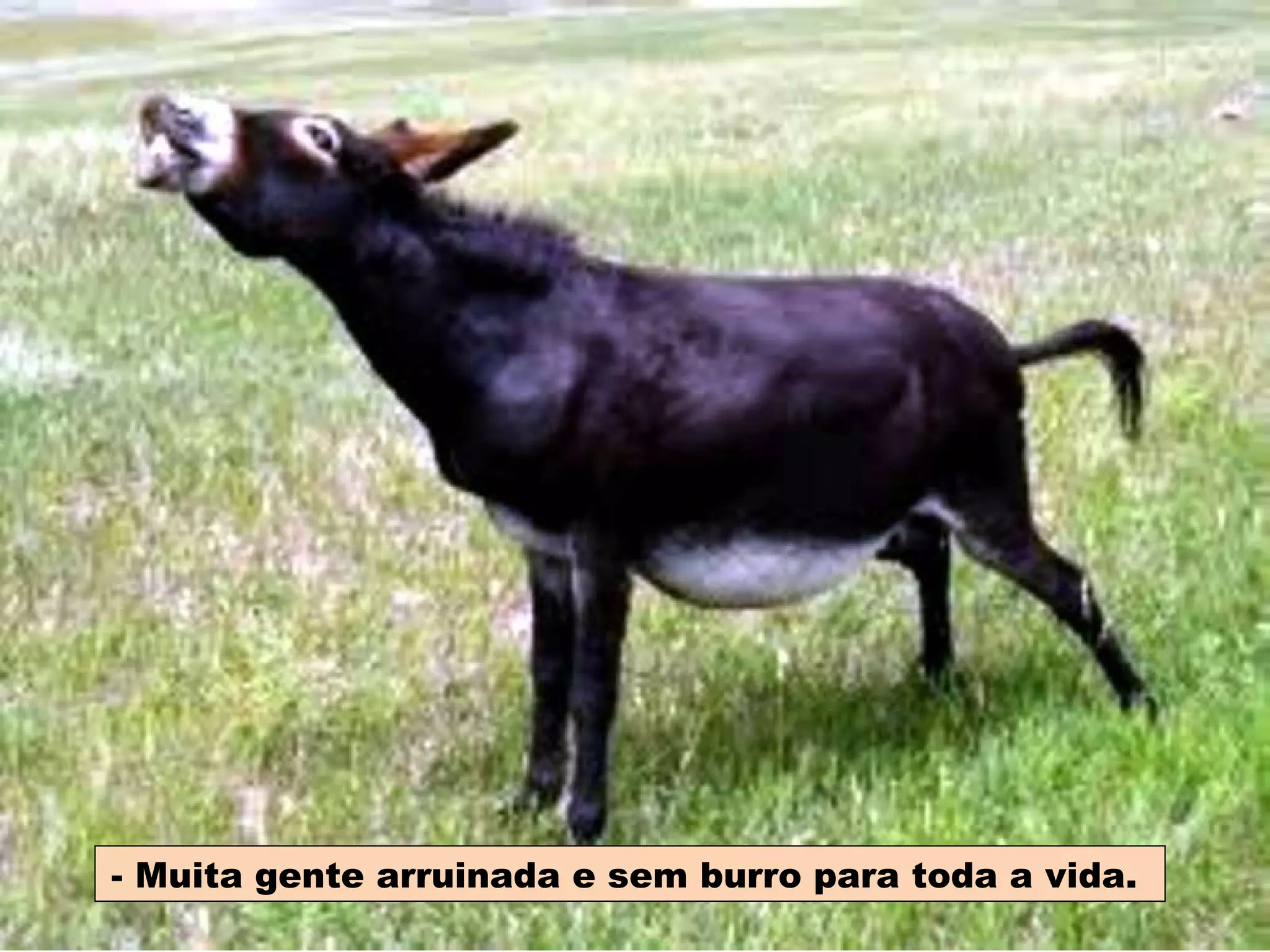 - Muita gente arruinada e sem burro para toda a vida.  