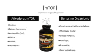 [mTOR]
→Crescimento e Proliferação Celular;
→Motilidade Celular;
→Síntese Proteínas;
→Autofagia;
→Transcrição;
→Espermatogénese.
mammalian Target Of Rapamycin
Efeitos no OrganismoAtivadores mTOR
→Insulina;
→Fatores Crescimento;
→Aminoácidos (Leu);
→Lípidos;
→Glícidos;
→Testosterona.
 