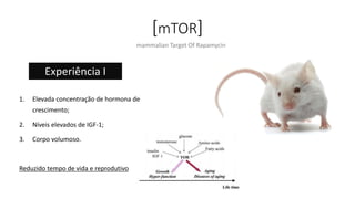 [mTOR]
1. Elevada concentração de hormona de
crescimento;
2. Níveis elevados de IGF-1;
3. Corpo volumoso.
Reduzido tempo de vida e reprodutivo
Experiência I
mammalian Target Of Rapamycin
 