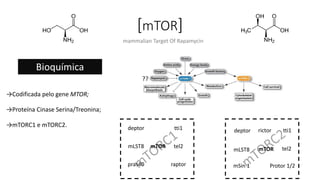 [mTOR]
→Codificada pelo gene MTOR;
→Proteína Cinase Serina/Treonina;
→mTORC1 e mTORC2.
Bioquímica
mammalian Target Of Rapamycin
mTOR
tti1
mLST8
deptor
pras40 raptor
tel2
mSin 1
mTOR
rictor
tel2
tti1
mLST8
deptor
Protor 1/2
??
 