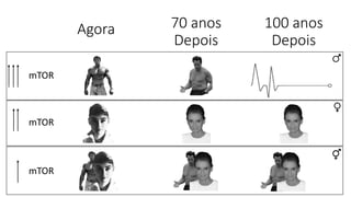 Agora
mTOR
70 anos
Depois
100 anos
Depois
mTOR
mTOR
 