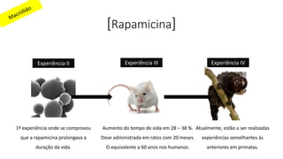 [Rapamicina]
Experiência II Experiência IVExperiência III
1ª experiência onde se comprovou
que a rapamicina prolongava a
duração da vida.
Aumento do tempo de vida em 28 – 38 %.
Dose administrada em ratos com 20 meses.
O equivalente a 60 anos nos humanos.
Atualmente, estão a ser realizadas
experiências semelhantes às
anteriores em primatas.
 