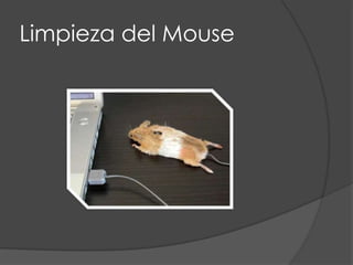 Limpieza del Mouse