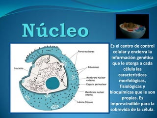  Núcleo Es el centro de control celular y encierra la información genética que le otorga a cada célula las características morfológicas, fisiológicas y bioquímicas que le son propias. Es imprescindible para la sobrevida de la célula.  
