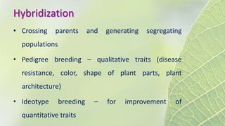 Hybridization
• Crossing parents and generating segregating
populations
• Pedigree breeding – qualitative traits (disease
resistance, color, shape of plant parts, plant
architecture)
• Ideotype breeding – for improvement of
quantitative traits
 