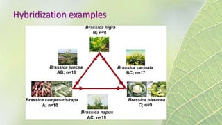 Hybridization examples
 