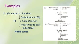 Examples
S. officinarum x S.barberi
(adaptation to NI)
F1 x S.spontaneum
(resistance to pest
&diseases)
Noble canes
 