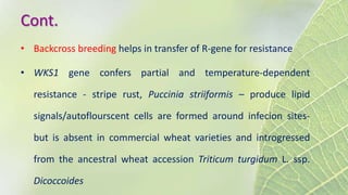 Cont.
• Backcross breeding helps in transfer of R-gene for resistance
• WKS1 gene confers partial and temperature-dependent
resistance - stripe rust, Puccinia striiformis – produce lipid
signals/autoflourscent cells are formed around infecion sites-
but is absent in commercial wheat varieties and introgressed
from the ancestral wheat accession Triticum turgidum L. ssp.
Dicoccoides
 
