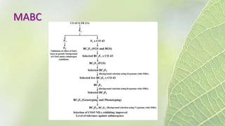MABC
 