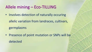 Allele mining – Eco-TILLING
• Involves detection of naturally occuring
allelic variation from landraces, cultivars,
germplasms
• Presence of point mutation or SNPs will be
detected
 