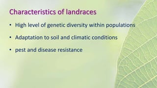 Characteristics of landraces
• High level of genetic diversity within populations
• Adaptation to soil and climatic conditions
• pest and disease resistance
 
