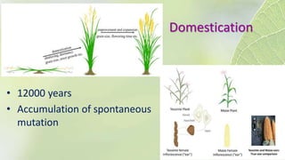 Maize
• 12000 years
• Accumulation of spontaneous
mutation
Domestication
 