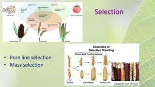 Selection
• Pure line selection
• Mass selection
 