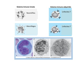 Sistema inmune innato    Sistema inmune adquirido

                                      Linfocitos T
           Neutrófil...