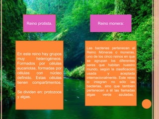 Reino protista.
En este reino hay grupos
muy heterogéneos.
Formados por células
eucariotas, formadas por
células con núcleo
definido. Estas células
tienen compartimentos.
Se dividen en: protozoos
y algas.
Reino monera:
Las bacterias pertenecen al
Reino Móneras o moneras,
uno de los cinco reinos en que
se agrupan los diferentes
seres que habitan nuestro
mundo, según la clasificación
usada y aceptada
internacionalmente. Este reino
lo integran no sólo las
bacterias, sino que también
pertenecen a él las llamadas
algas verde azuladas.
 