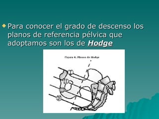 Para conocer el grado de descenso los planos de referencia pélvica que adoptamos son los de  Hodge 