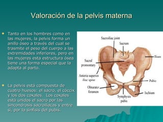 Valoración de la pelvis materna Tanto en los hombres como en las mujeres, la pelvis forma un anillo óseo a través del cual se trasmite el peso del cuerpo a las extremidades inferiores, pero en las mujeres esta estructura ósea tiene una forma especial que la adapta al parto. La pelvis está compuesta de cuatro huesos: el sacro, el cóccix y los dos coxales.  Los coxales está unidos el sacro por las sincondrosis sacroilíacas y entre sí, por la sínfisis del pubis. 