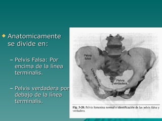 Anatomicamente se divide en: Pelvis Falsa: Por encima de la línea terminalis. Pelvis verdadera por debajo de la línea terminalis. 