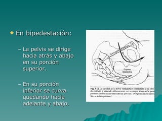 En bipedestación: La pelvis se dirige hacia atrás y abajo en su porción superior. En su porción inferior se curva quedando hacia adelante y abajo. 