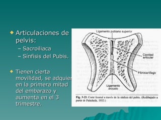 Articulaciones de pelvis: Sacroiliaca Sínfisis del Pubis. Tienen cierta movilidad, se adquiere en la primera mitad del embarazo y aumenta en el 3 trimestre. 
