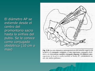 El diámetro AP se extiende desde el centro del promontorio sacro hasta la sínfisis del pubis. Se le conoce como conjugado obstétrico (10 cm o mas) 