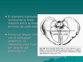 El diámetro transverso representa la línea máxima entra la línea terminal de cada lado. Forma un Angulo recto con el conjugado obstétrico, lo intersecta unos 4 cm por delante del promontorio. 