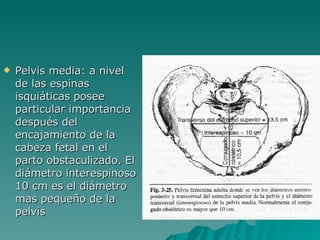 Pelvis media: a nivel de las espinas isquiáticas posee particular importancia después del encajamiento de la cabeza fetal en el parto obstaculizado. El diámetro interespinoso 10 cm es el diámetro mas pequeño de la pelvis 