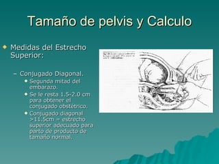 Tamaño de pelvis y Calculo Medidas del Estrecho Superior: Conjugado Diagonal. Segunda mitad del embarazo. Se le resta 1.5-2.0 cm para obtener el conjugado obstétrico. Conjugado diagonal >11.5cm = estrecho superior adecuado para parto de producto de tamaño normal. 