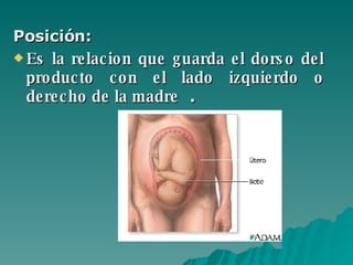 Posición: Es la relacion que guarda el dorso del producto con el lado izquierdo o derecho de la madre . 