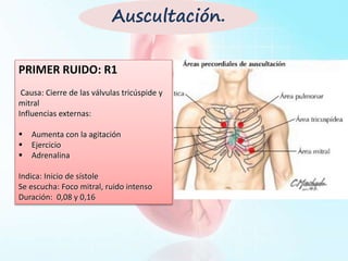 Primer Ruido (S1)
• Cierre de válvulas AV
• Comienzo sístole
• Menor tono, más
prolongado que S2
• Casi nunca desdoblado
PRIMER RUIDO: R1
Causa: Cierre de las válvulas tricúspide y
mitral
Influencias externas:
 Aumenta con la agitación
 Ejercicio
 Adrenalina
Indica: Inicio de sístole
Se escucha: Foco mitral, ruido intenso
Duración: 0,08 y 0,16
Auscultación.
 