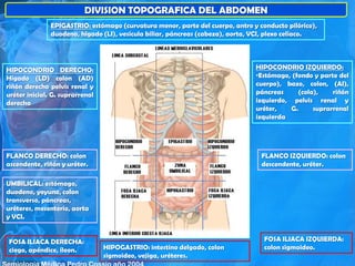 DIVISION TOPOGRAFICA DEL ABDOMEN
HIPOCONDRIO DERECHO:
Hígado (LD) colon (AD)
riñón derecho pelvis renal y
uréter inicial. G. suprarrenal
derecha
HIPOCONDRIO IZQUIERDO:
•Estómago, (fondo y parte del
cuerpo), bazo, colon, (AI),
páncreas (cola), riñón
izquierdo, pelvis renal y
uréter, G. suprarrenal
izquierda
EPIGASTRIO: estómago (curvatura menor, parte del cuerpo, antro y conducto pilórico),
duodeno, hígado (LI), vesícula biliar, páncreas (cabeza), aorta, VCI, plexo celíaco.
FLANCO DERECHO: colon
ascendente, riñón y uréter.
FLANCO IZQUIERDO: colon
descendente, uréter.
FOSA ILIACA DERECHA:
ciego, apéndice, íleon. HIPOGASTRIO: intestino delgado, colon
sigmoideo, vejiga, uréteres.
FOSA ILIACA IZQUIERDA:
colon sigmoideo.
UMBILICAL: estómago,
duodeno, yeyuno, colon
transverso, páncreas,
uréteres, mesenterio, aorta
y VCI.
 