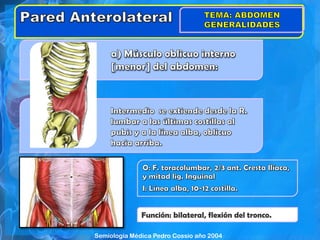 Función: bilateral, flexión del tronco.
Semiología Médica Pedro Cossio año 2004
 