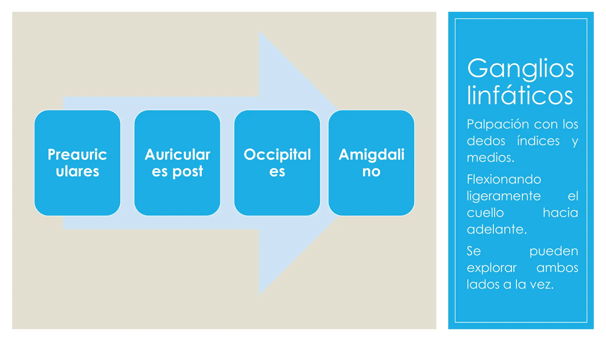 Ganglios
linfáticos
Preauric
ulares
Auricular
es post
Occipital
es
Amigdali
no
Palpación con los
dedos índices y
medios.
Flexionando
ligeramente el
cuello hacia
adelante.
Se pueden
explorar ambos
lados a la vez.
 